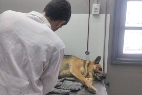 MOTORISTA ASSUME RESPONSABILIDADE POR ATROPELAMENTO DE ANIMAL EM SÃO JOSÉ DO NORTE