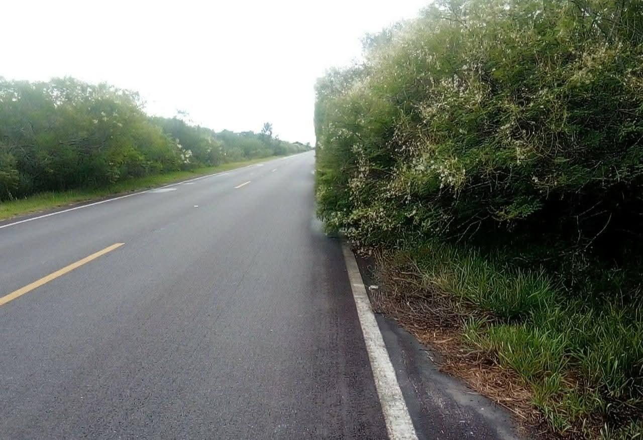 VEGETAÇÃO TOMA CONTA DA BR-101 E COLOCA MOTORISTAS EM RISCO NO TRECHO ENTRE GRAVATÁ E BUJURU