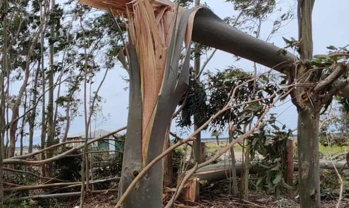 FORÇA DO VENTO PROVOCA DESTRUIÇÃO E DEIXA RASTRO DE ESTRAGOS NA LOCALIDADE DA VÁRZEA